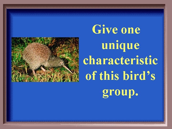 Give one unique characteristic of this bird’s group. 