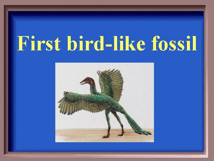 First bird-like fossil 