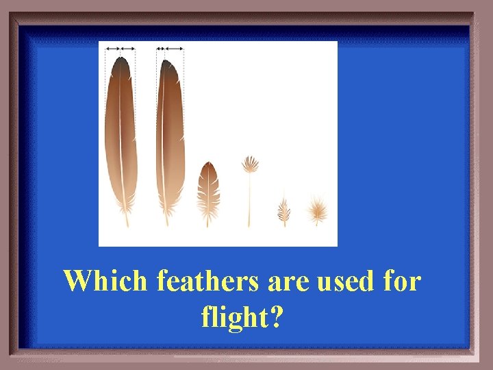 Which feathers are used for flight? 