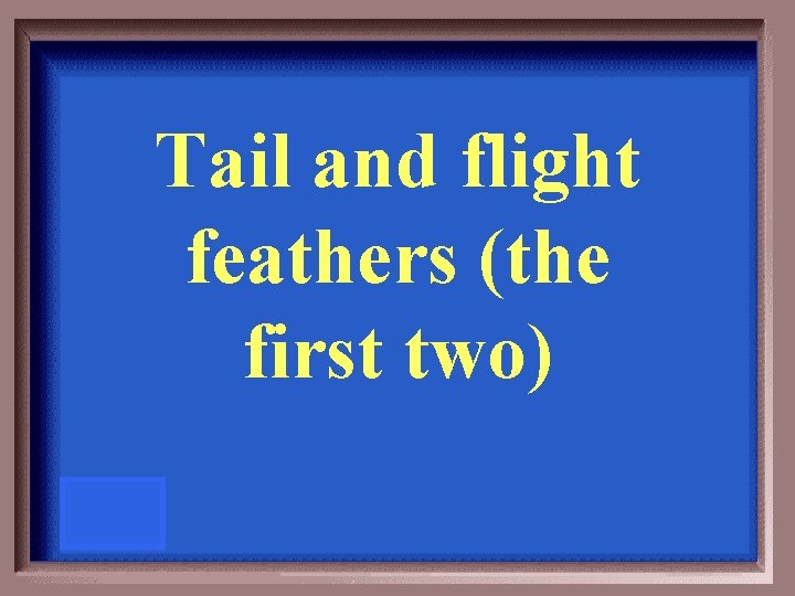 Tail and flight feathers (the first two) 