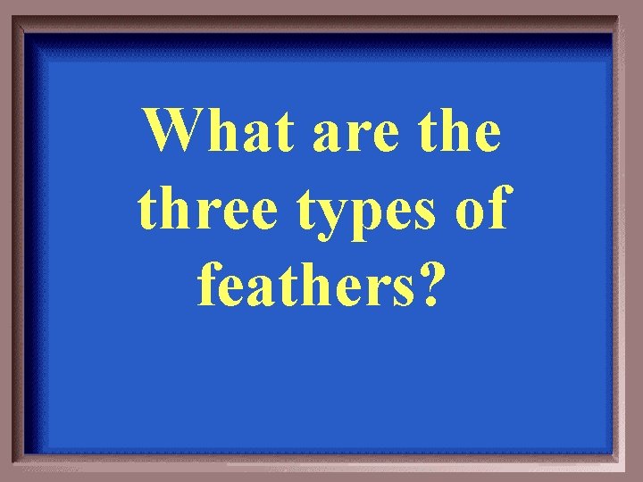 What are three types of feathers? 