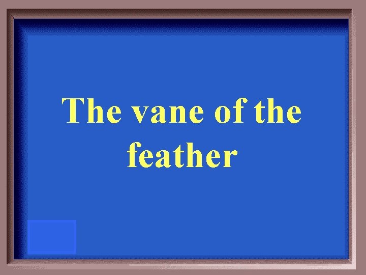 The vane of the feather 