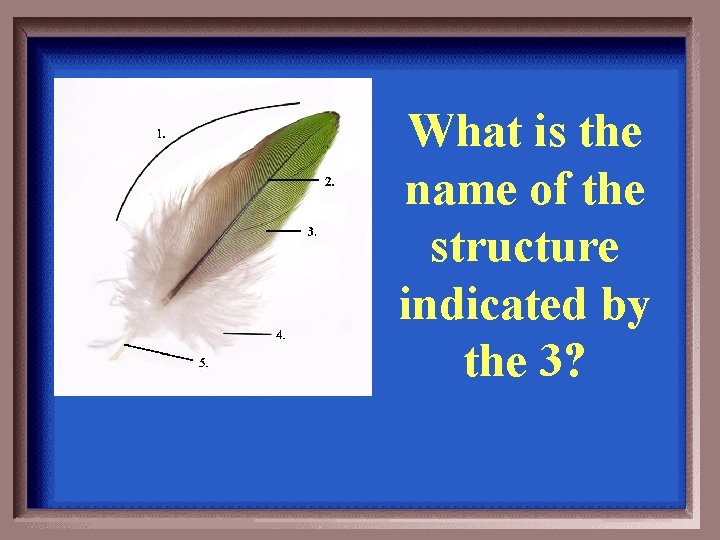 What is the name of the structure indicated by the 3? 