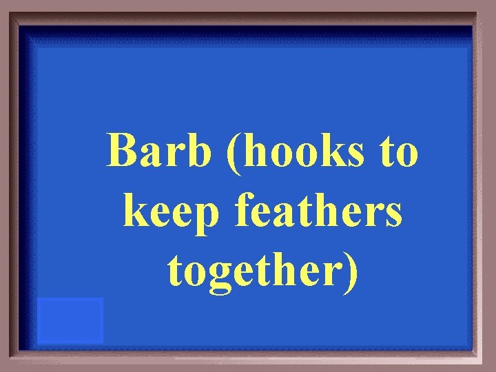 Barb (hooks to keep feathers together) 