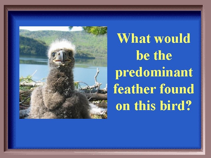 What would be the predominant feather found on this bird? 