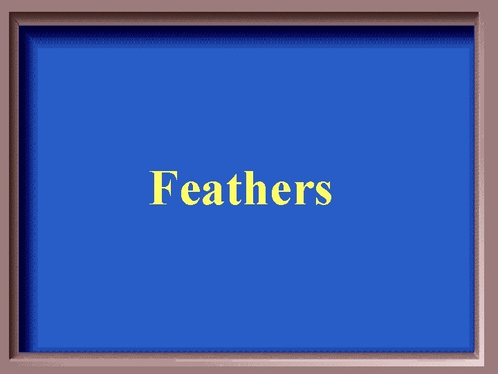 Feathers 