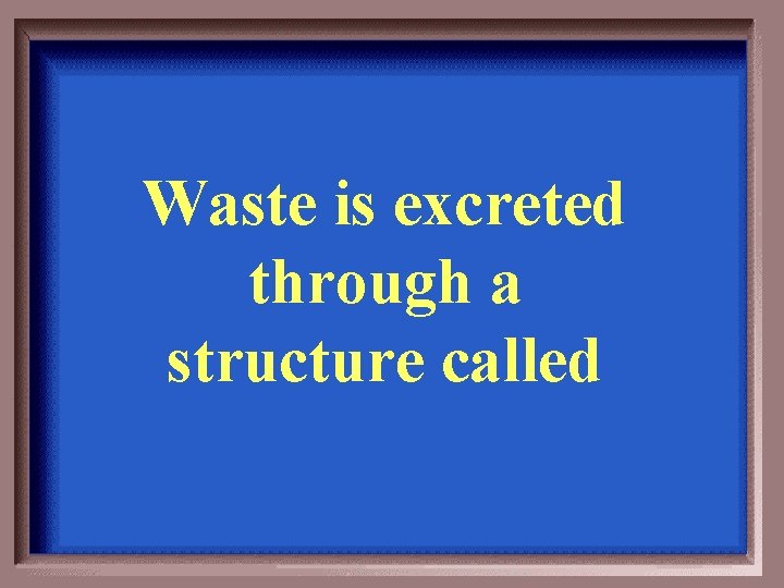 Waste is excreted through a structure called 