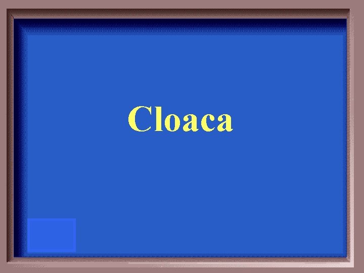 Cloaca 