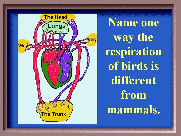 Name one way the respiration of birds is different from mammals. 