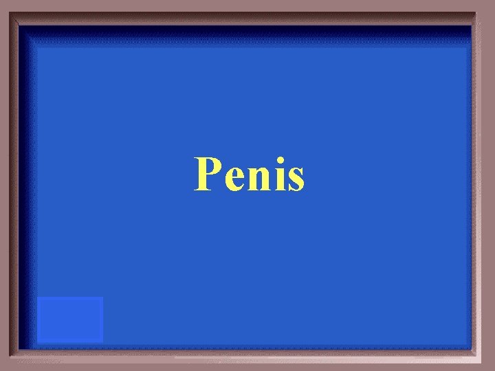 Penis 