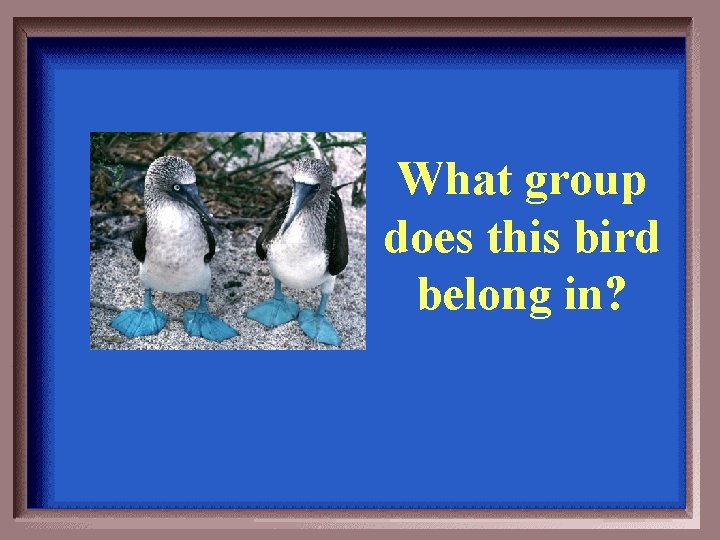 What group does this bird belong in? 