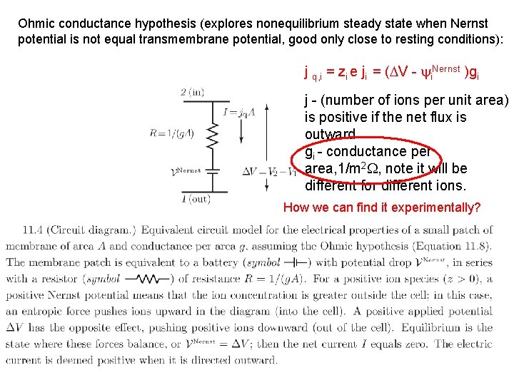 Ohmic conductance hypothesis (explores nonequilibrium steady state when Nernst potential is not equal transmembrane