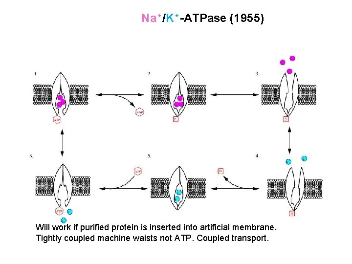 Na⁺/K⁺-ATPase (1955) Will work if purified protein is inserted into artificial membrane. Tightly coupled