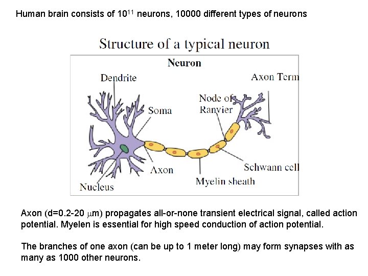 Human brain consists of 1011 neurons, 10000 different types of neurons Axon (d=0. 2