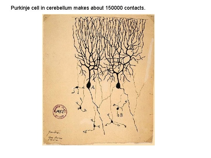 Purkinje cell in cerebellum makes about 150000 contacts. 