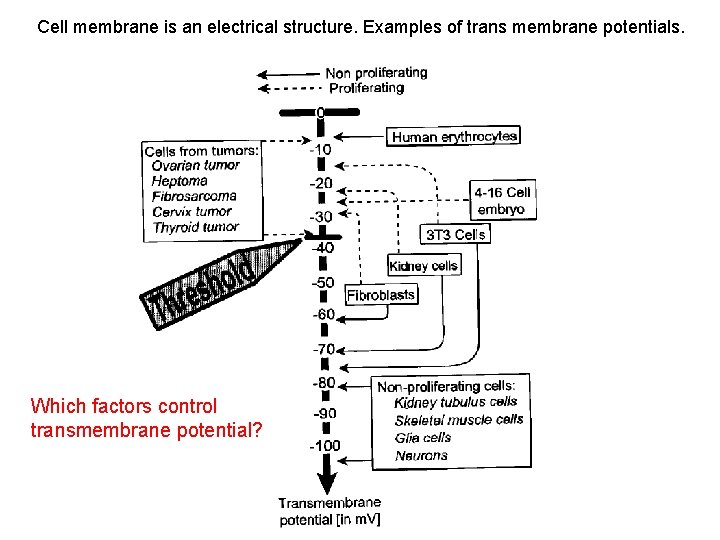 Cell membrane is an electrical structure. Examples of trans membrane potentials. Which factors control