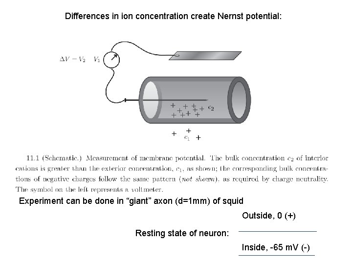 Differences in ion concentration create Nernst potential: Experiment can be done in “giant” axon