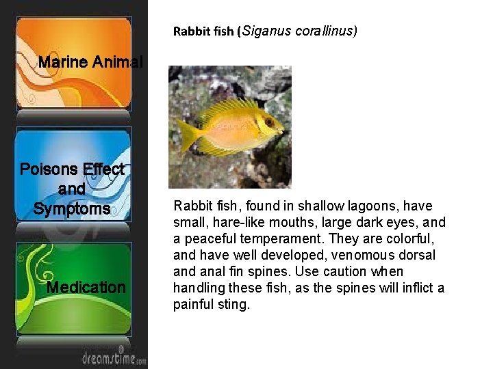 Rabbit fish (Siganus corallinus) Marine Animal Poisons Effect and Symptoms Medication Rabbit fish, found