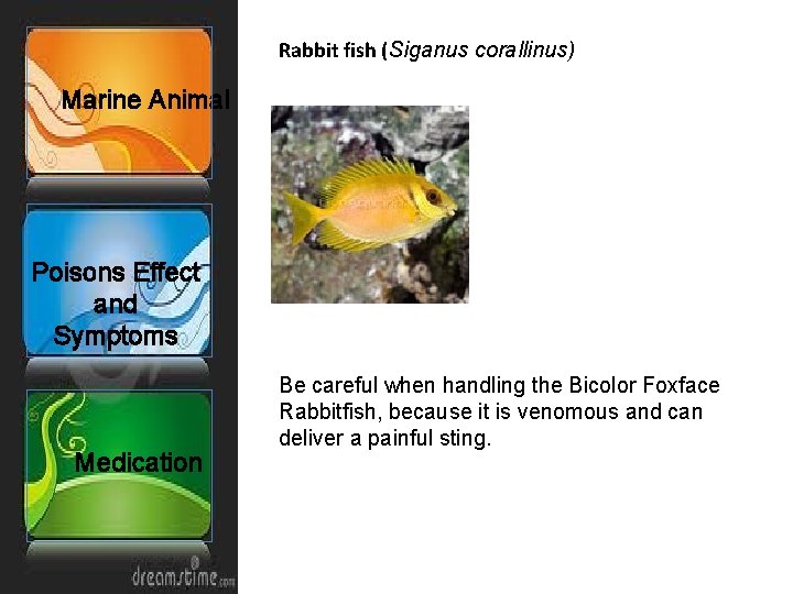 Rabbit fish (Siganus corallinus) Marine Animal Poisons Effect and Symptoms Medication Be careful when