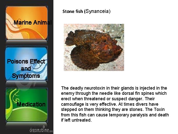 Stone fish (Synanceia) Marine Animal Poisons Effect and Symptoms Medication The deadly neurotoxin in