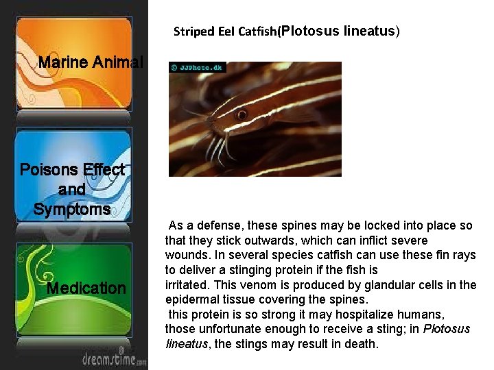 Striped Eel Catfish(Plotosus lineatus) Marine Animal Poisons Effect and Symptoms Medication As a defense,