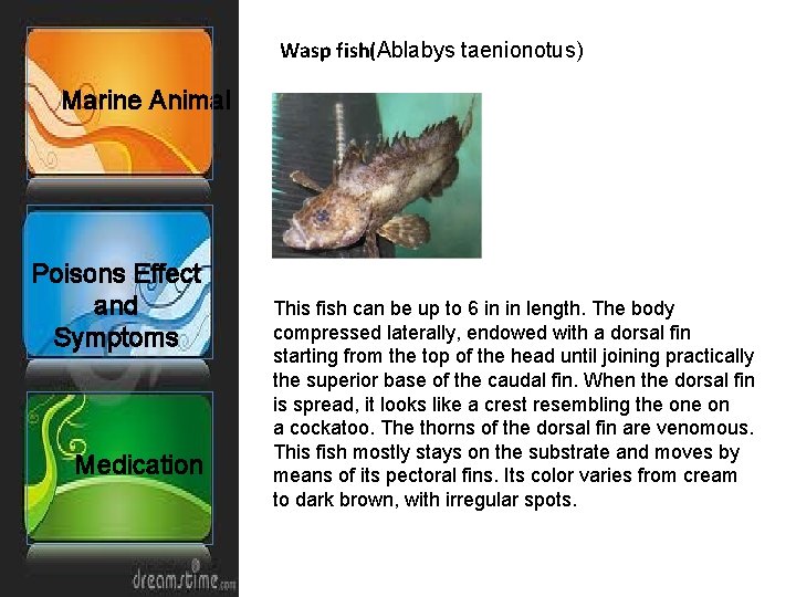 Wasp fish(Ablabys taenionotus) Marine Animal Poisons Effect and Symptoms Medication This fish can be