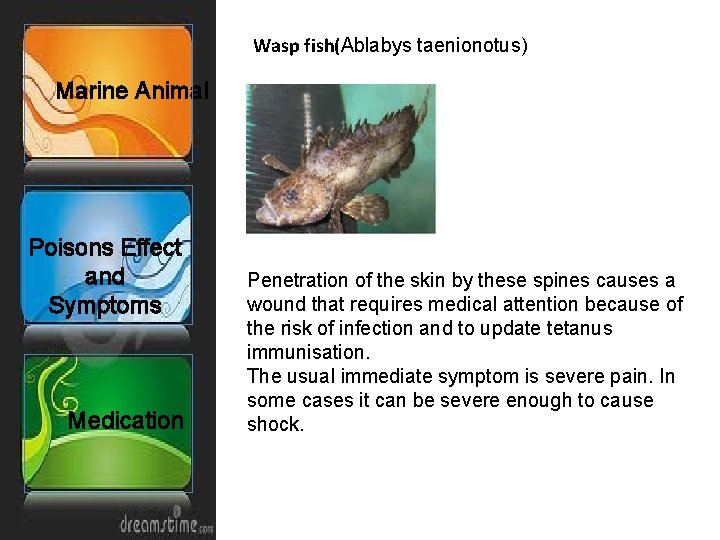 Wasp fish(Ablabys taenionotus) Marine Animal Poisons Effect and Symptoms Medication Penetration of the skin