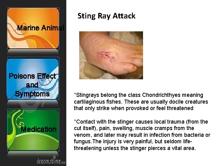 Sting Ray Attack Marine Animal Poisons Effect and Symptoms Medication *Stingrays belong the class