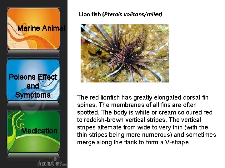 Lion fish (Pterois volitans/miles) Marine Animal Poisons Effect and Symptoms Medication The red lionfish