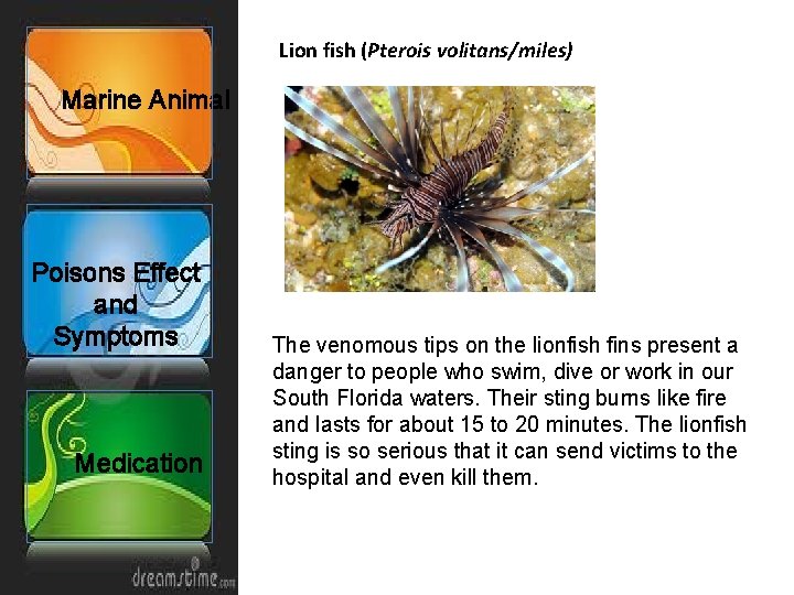 Lion fish (Pterois volitans/miles) Marine Animal Poisons Effect and Symptoms Medication The venomous tips
