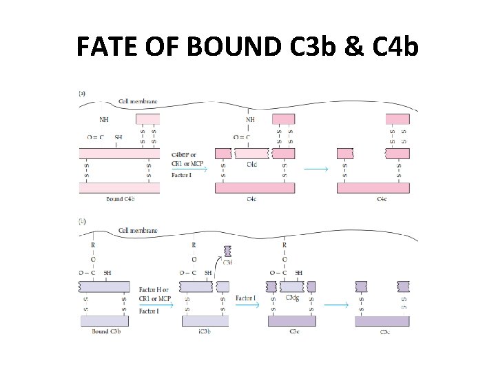 FATE OF BOUND C 3 b & C 4 b 