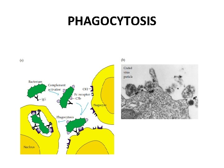 PHAGOCYTOSIS 