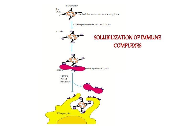 SOLUBILIZATION OF IMMUNE COMPLEXES 