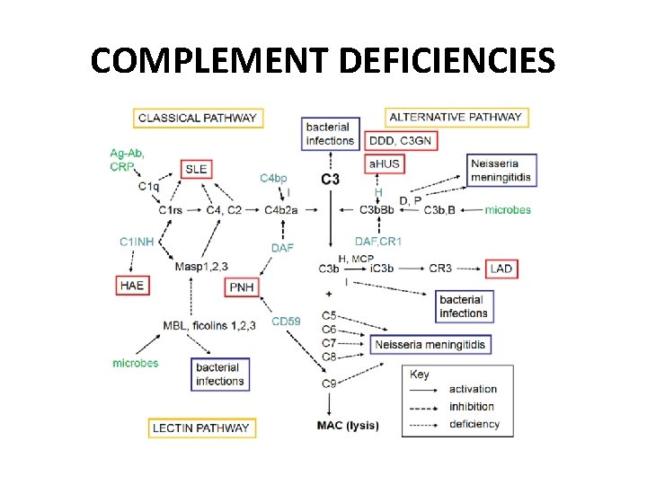 COMPLEMENT DEFICIENCIES 