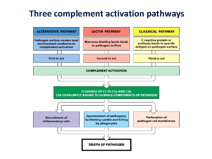 Three complement activation pathways 