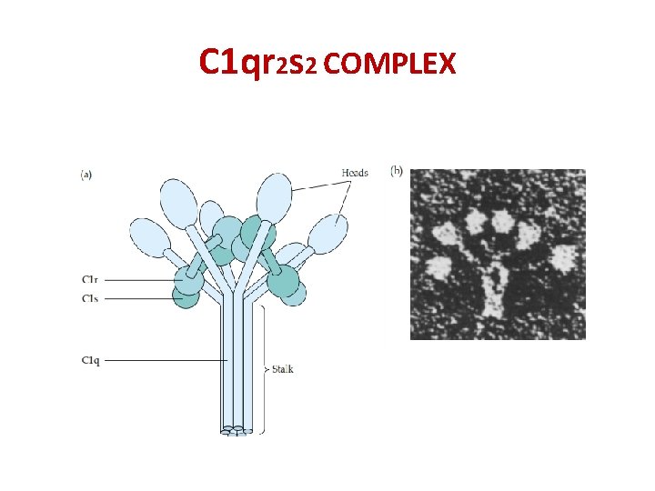 C 1 qr 2 s 2 COMPLEX 