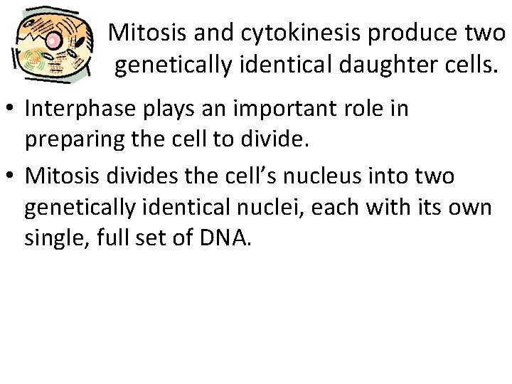Mitosis and cytokinesis produce two genetically identical daughter cells. • Interphase plays an important
