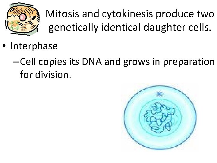Mitosis and cytokinesis produce two genetically identical daughter cells. • Interphase – Cell copies