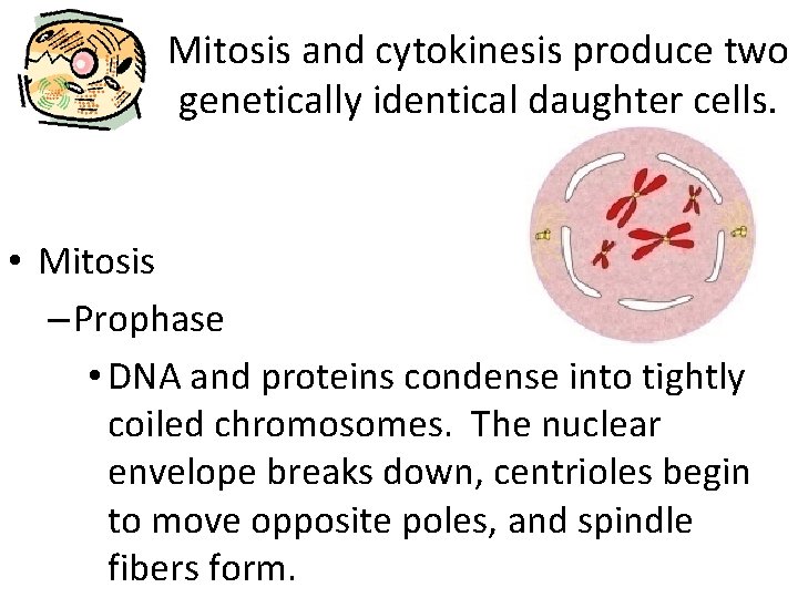Mitosis and cytokinesis produce two genetically identical daughter cells. • Mitosis – Prophase •