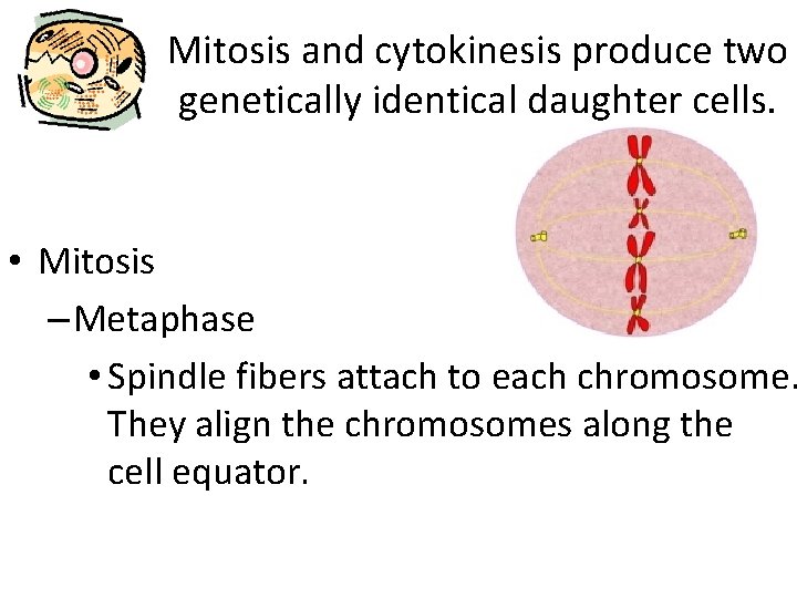 Mitosis and cytokinesis produce two genetically identical daughter cells. • Mitosis – Metaphase •