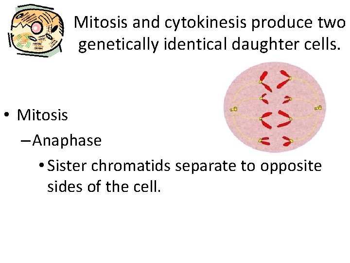 Mitosis and cytokinesis produce two genetically identical daughter cells. • Mitosis – Anaphase •