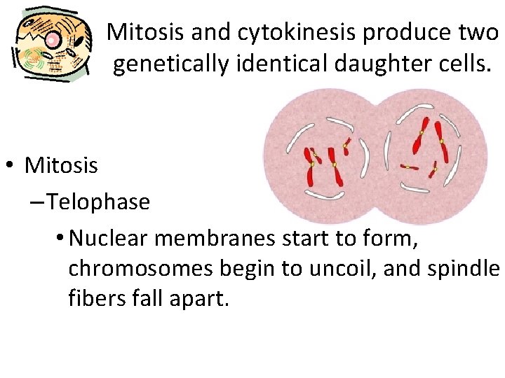 Mitosis and cytokinesis produce two genetically identical daughter cells. • Mitosis – Telophase •