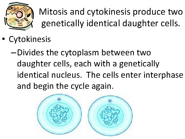 Mitosis and cytokinesis produce two genetically identical daughter cells. • Cytokinesis – Divides the