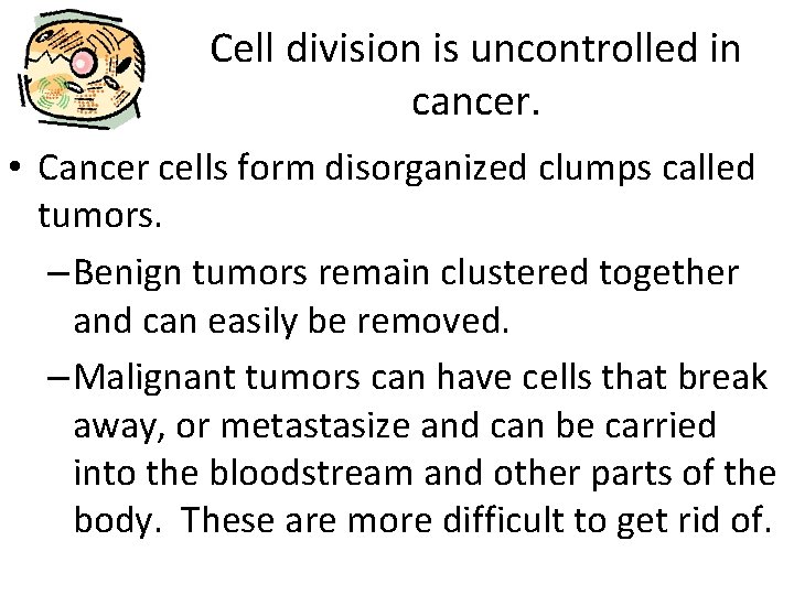 Cell division is uncontrolled in cancer. • Cancer cells form disorganized clumps called tumors.
