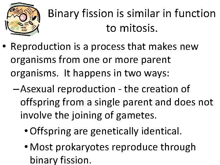 Binary fission is similar in function to mitosis. • Reproduction is a process that