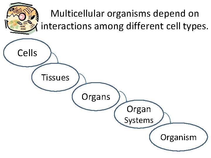 Multicellular organisms depend on interactions among different cell types. Cells Tissues Organ Systems Organism
