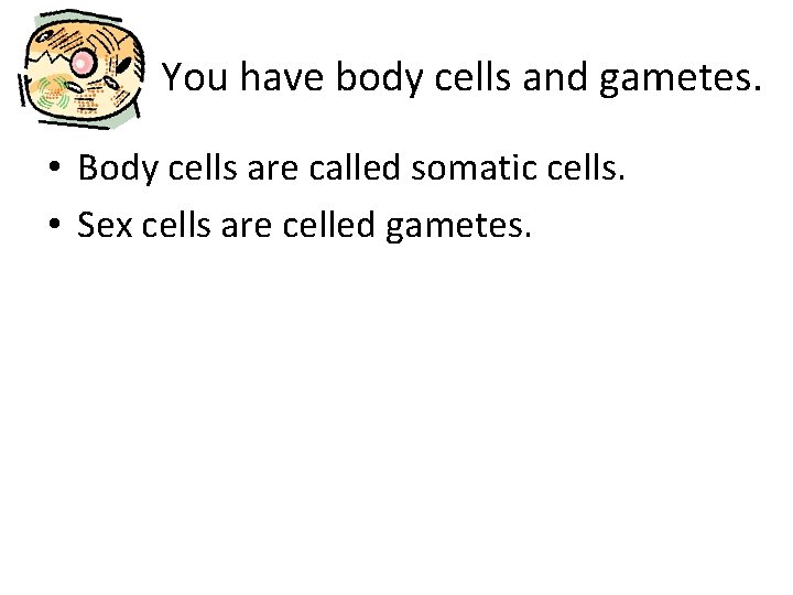 You have body cells and gametes. • Body cells are called somatic cells. •