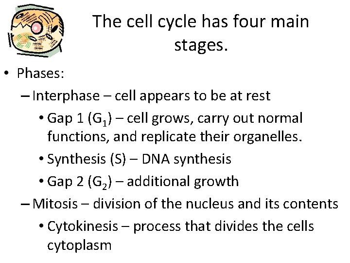 The cell cycle has four main stages. • Phases: – Interphase – cell appears