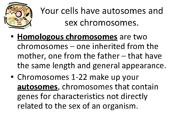 Your cells have autosomes and sex chromosomes. • Homologous chromosomes are two chromosomes –