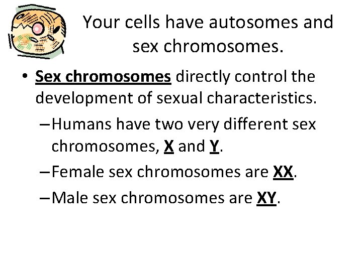 Your cells have autosomes and sex chromosomes. • Sex chromosomes directly control the development
